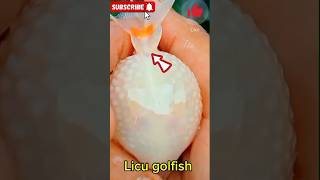 🔥লিচু গোল্ডফিশ || #fish #viral #shortvideo #lichugoldfish #galiff