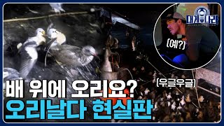 오리비가 내려와~~~ 갑자기 하늘에서 쏟아진 오리떼 [대게나라 : Deadliest Catch] EP.25