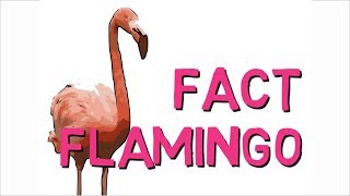 Fun Fact About Flamingos