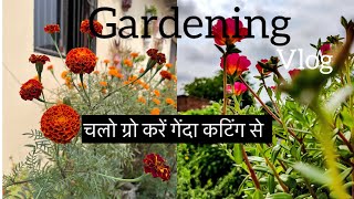 Gardening Vlog 🌸🌼28 August 2024