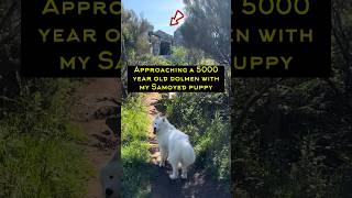 Approaching a 5000 year old megalith with my samoyed puppy…