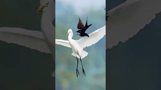 birds fight #birds#short#shorts#shortsvideo#trending#trend