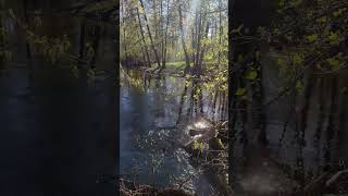 Бушкрафт в лесу  #naturesounds #пениептиц #выживаниевлесу #природа #весна #звукиприроды