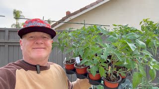 Best Grow Method For Tomatoes & Cucumbers