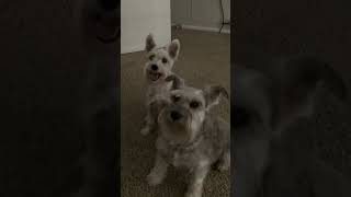 Schnauzer Wilma and Bernadette waiting for dinner