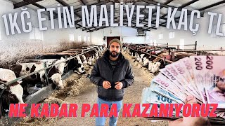 2024 YERLİ DANA BESİ MALİYETİ / BESİCİ PARA KAZANIYOR MU ?