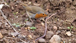 Pettirosso e grosso lombrico - Robin and large earthworm (Erithacus rubecola)