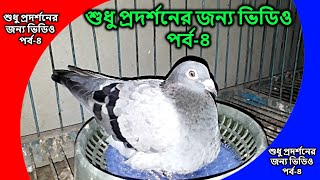 just for show video | শুধু প্রদর্শনের জন্য ভিডিও | pigeon videos | kobutor palon bangladesh | PART-4