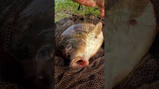 Live bite short #3  First river carp bite on an eXtra safe lead system