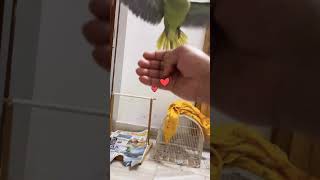 My cute pet parrot🥰❤️ #parrot #birds #cute #parrottalking #animals #tiyapakhi #tia #kothabollatiya