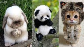 Animals SOO Cute- Cute baby animal