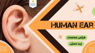 Human Ear - گــوێـی مـرۆڤ