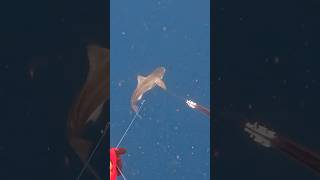 Mud sharks last dance #spearfishing #bullshark #fishing #atlantic #florida #cobia #shark