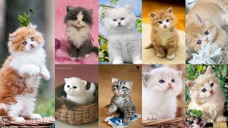 Dpz Cute Cats Wallpapers dp ❤ / CuteCats Dp / Beautifull cats Photos Collections for dpz