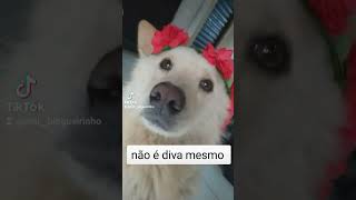 nossa seu cabelo é diva 🤣 #viral #dog #cachorro #video #like #fofo #foryou #trend #comedia