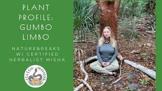 Plant Profile: Gumbo Limbo - Medicinal Uses and Identification of Tropical Gumbo Limbo