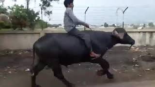 Buffalo Riding