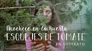 Anochece en la HUERTA | Por qué prefiero hacer los ESQUEJES de TOMATE en SUSTRATO