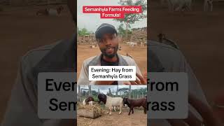 Semanhyia Farms’ Secret Feeding Formua #semanhyiafarms #farminginafrica