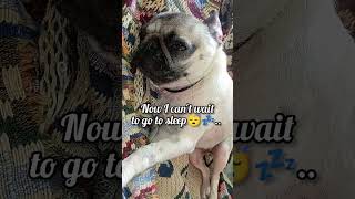 I Love You Too❤#pug #zuzu #funnypugpuppy #love #doglove #cutedog #trend #viralvideo #ytshorts#mylove