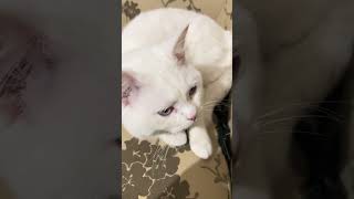 #cat #catlover #catvideos #shorts