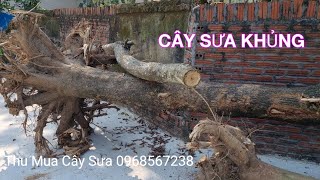 Cây Sưa Khủng 3 Tạ Lõi - Trung Quốc Mở Cửa Gỗ Sưa Có Lên Giá Không