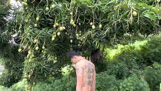 Picking mangoes for breakfast.