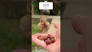 The Quick Pause #shorts #funny #comedy #chipmunk #charlie #cute #CharlieTheChipmunk