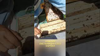 12.06.2024 Поточні роботи #бджільництво #bee #пасіка #карніка #honey #mitla #україна