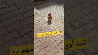 قابلت الكلاب دي في سكتي وأتكلمت معاهم 😍