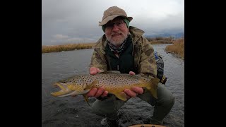 Madison River Fly Fishing for Brown Trout