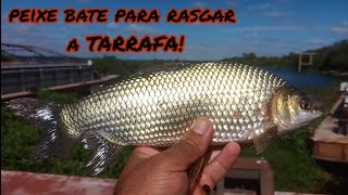 A TARRAFA QUASE RASGOU, PESQUEI UMA CURIMBA BRUTA! #pescaria #fishing #pesca