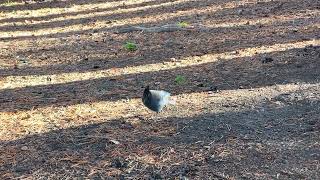 No Name Bird at Base Camp