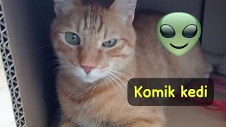 Komik Kedi Videoları izle #keşfet