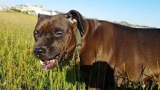 Walking my pitbull on curfew, ( she starts eating grass like a cow)