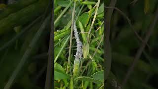 Canola Aphids #aphids #insects