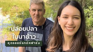 ปล่อยปลาในนาข้าว | Udon Organic Farm