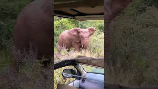 We went for a game drive in the rain and didn’t expect any sightings.