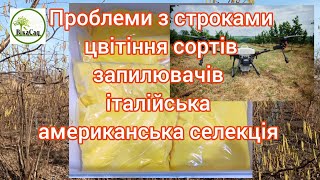 Американська селекція також не ідеальна!