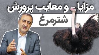 مزایا و معایب پرورش شترمرغ (Advantages & disadvantages of breeding ostrich)