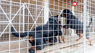 Huge Rottweilers almost fight in their kennel