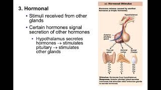 Endocrine System