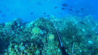 Spearfishing For Dinner In Clear Waters