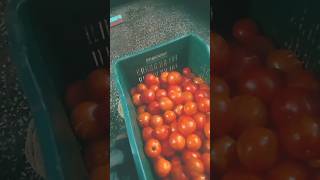 Aaha tamatar#Tamatar##tomato ketchup##tomato#Instagram #tamatar#YouTube_tamatar#short_samachar