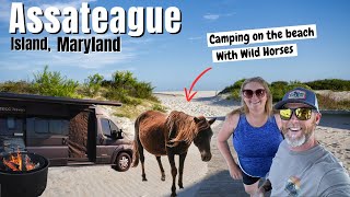 BEACH CAMPING WITH WILD HORSES!! Assateague Island