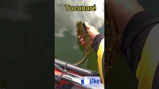 LINDO TUCUNARÉ AMARELO