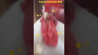 #viral #trending #rooster #cuterooster #tocatocadance #trendingsong #trend #shortsviral