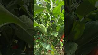 Bountiful Jalapeño peppers in pots. #containergardening #hotpepper #growingfood #garden #organic