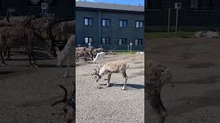 A lovely herd of Finnish reindeer hanging out in Pallastunturi 🇫🇮🦌🤎