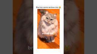 Funny Animals 2024 😂 - Funniest Cats and Dogs video 🐱 🐶 Part 132 #shorts